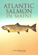 Atlantic salmon in Maine