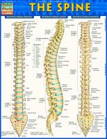 The Spine.