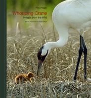 Whooping crane images from the wild /