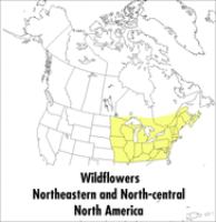 A field guide to wildflowers : Northeastern and North-central North America /